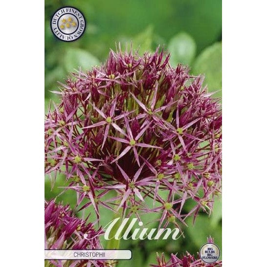 Allium 'Christophii' 5-pakning