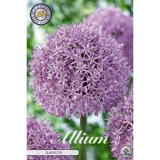 Allium 'Gladiator' 1-pakning