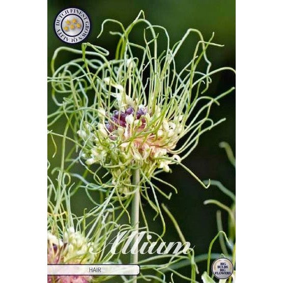 Allium 'Hair' 10-pakning