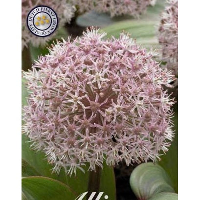 Allium 'Karataviense' 5-pakning
