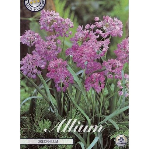 Allium 'Oreophilum' 20-pakning