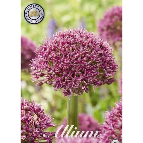 Allium 'Ostara' 3-pakning