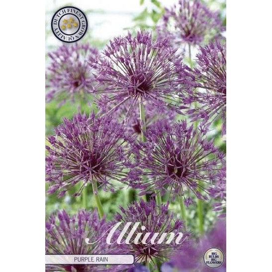 Allium 'Purple Rain' 5-pakning