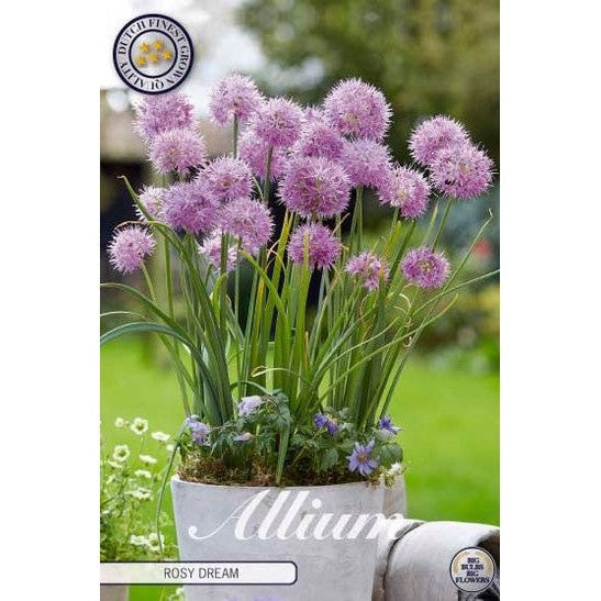 Allium 'Rosy Dream' 10-pakning