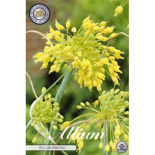 Allium 'Yellow Fantasy' 5-pakning