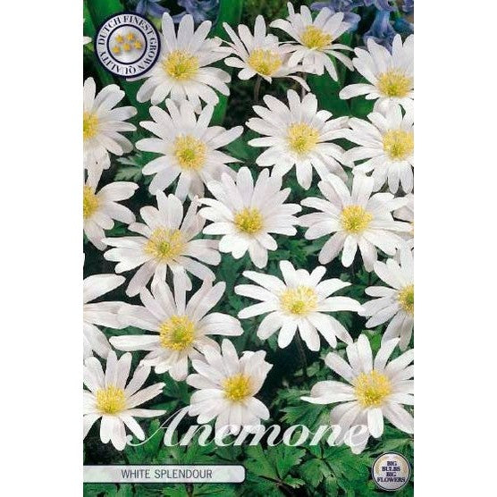 Balkansymre - Anemone Blanda 'White Splendour' 10-pakning