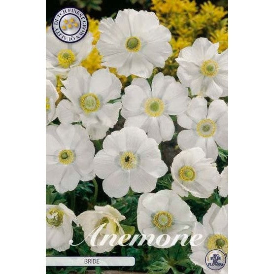 Bukettanemone - Anemone coronaria 'Bride' 20-pakning