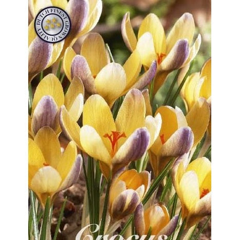 Begerkrokus-Crocus Chrysanthus 'Advance' 10-pakning