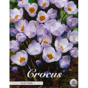 Begerkrokus - Crocus Chrysanthus 'Blue Pearl' 20-pakning