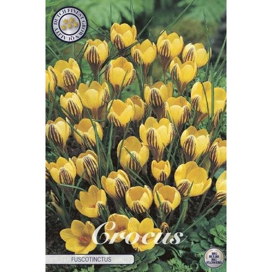 Begerkrokus-Crocus Chrysanthus 'Fuscotinctus' 20-pakning