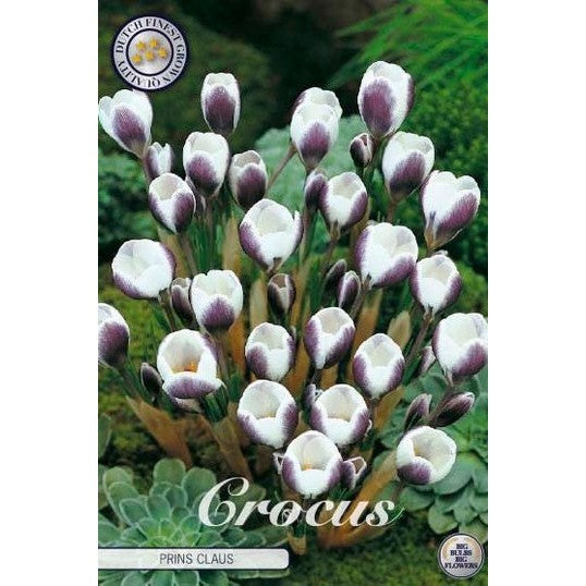 Begerkrokus-Crocus Chrysanthus 'Prins Claus' 10-pakning