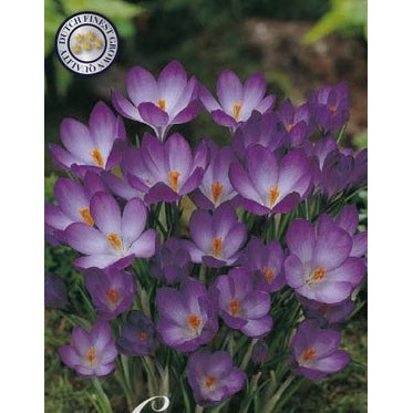 Snøkrokus-Crocus Tommasinianus Ruby Giant 20-pakning
