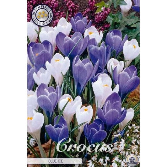 Vårkrokus - Crocus Vernus 'Blue Ice' 10-pakning