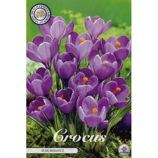 Vårkrokus - Crocus vernus 'Remembrance' 10-pakning
