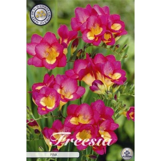 Freesia 'Pink' 15-pakning