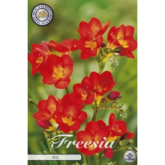 Freesia 'Red' 15-pakning