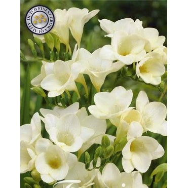 Freesia 'White' 15-pakning