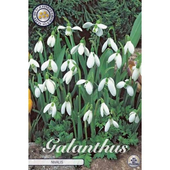 Snøklokke-Galanthus Nivalis 10-pakning