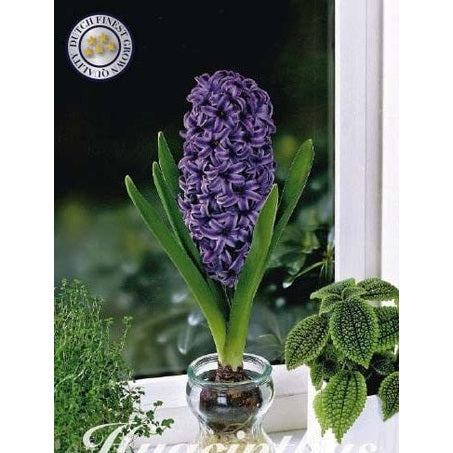 Hyasint Glasshyasint 'Delft Blue' 3-pakning