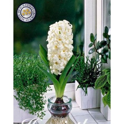 Hyasint Glas Hyasint 'White Pearl' 3-pakning