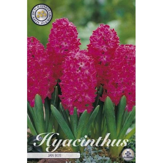 Hyasint Jan Bos 5-pakning