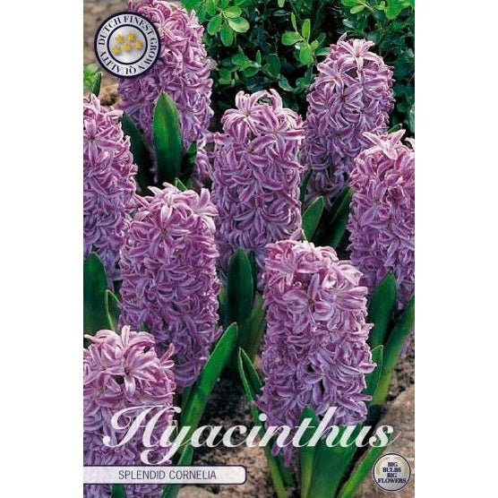 Hyasint 'Splendid Cornelia' 5-pakning