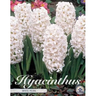 Hyasint 'White Pearl' 5-pakning