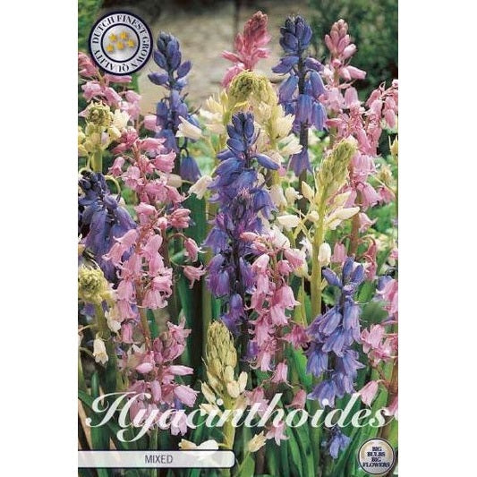 Spansk klokkehyasint - Hyacinthoides hispanica 'Mixed' 10-pakning