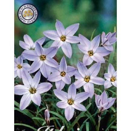 Vårlilje-Ipheion uniflorum 'Wisley Blue' 15-pakning