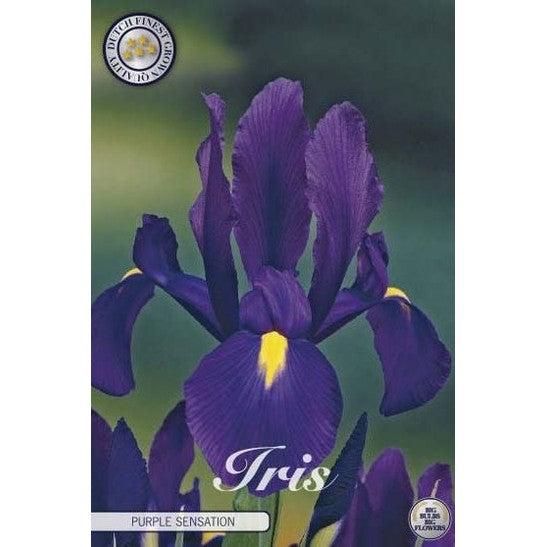 Hollandsk iris - Iris hollandica 'Purple Sensation' 15-pakning