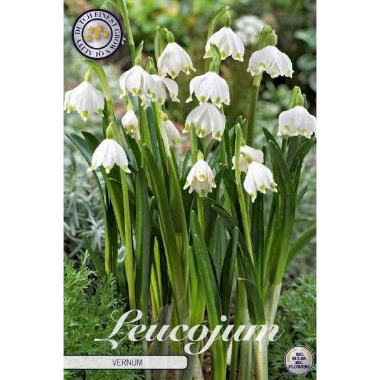 Klosterklokke - Leucojum vernum 5-pakning
