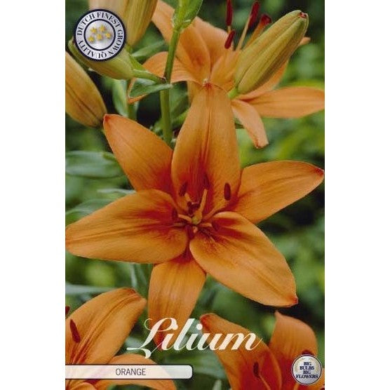 Asiatlilje - Lilium asiatic 'Orange' 2-pakning