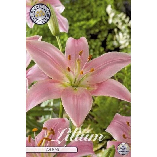 Asiatlilje - Lilium asiatic 'Salmon' 2-pakning