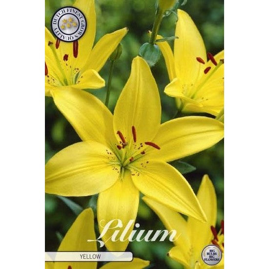Asiatlilje - Lilium asiatic 'Yellow' 2-pakning