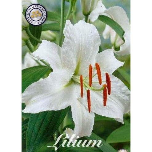 Orientalsk lilje - Lilium orientalis 'Siberia' 2-pakning