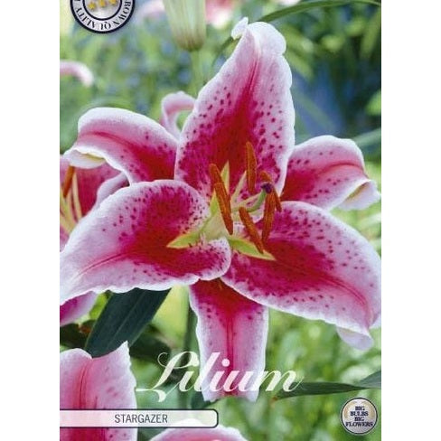 Orientalsk lilje - Lilium orientalis 'Stargazer' 2-pakning