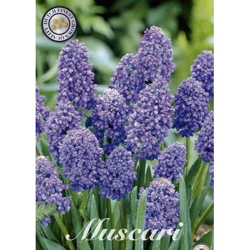 Armensk perlehyasint - Muscari armeniacum 'Artist' 15-pakning
