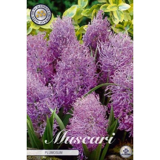 Fjærhyasint - Muscari comosum 'Plumosum' 10-pakk