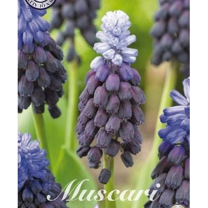 Bredbladet perleblomst - Muscari Latifolium 15-pakning