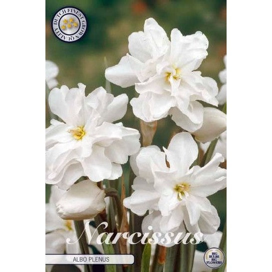 Narcissus Albo Plenus 5-pakning