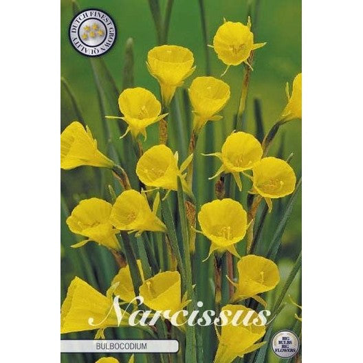 Narcissus Bulbocodium 10-pakning
