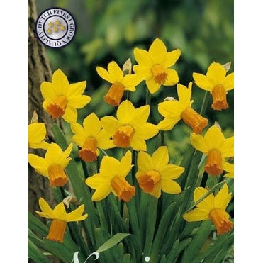 Narcissus Jetfire 7-pakning