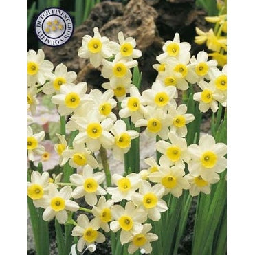 Narcissus Minnow 10-pakning