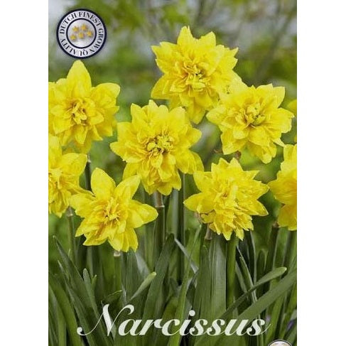 Narcissus Tête à Tête de Luxe 7-pakk