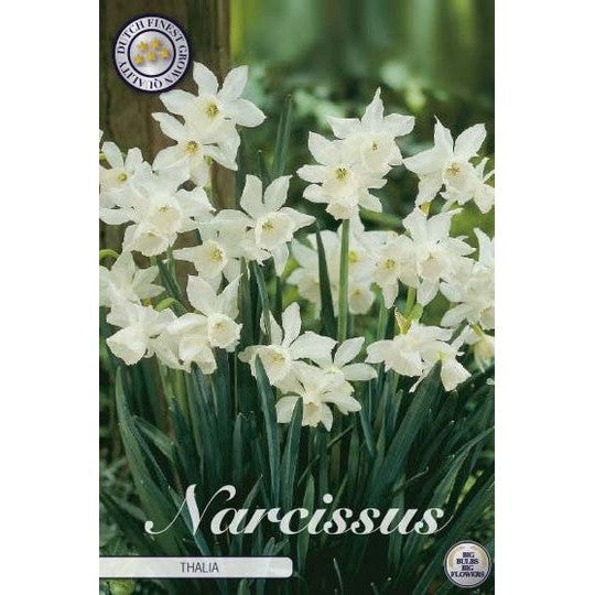 Narcissus Thalia 7-pakning