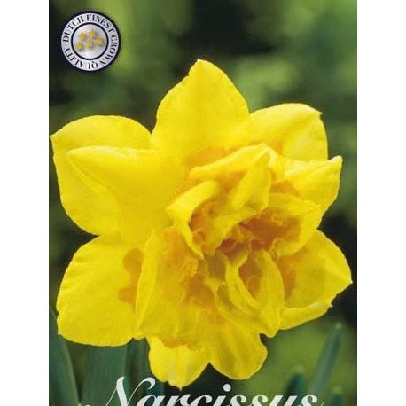 Narcissus Dick Wilden 5-pakning