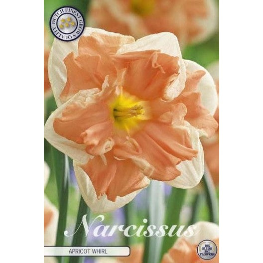 Narcissus Apricot Whirl 5-pakning