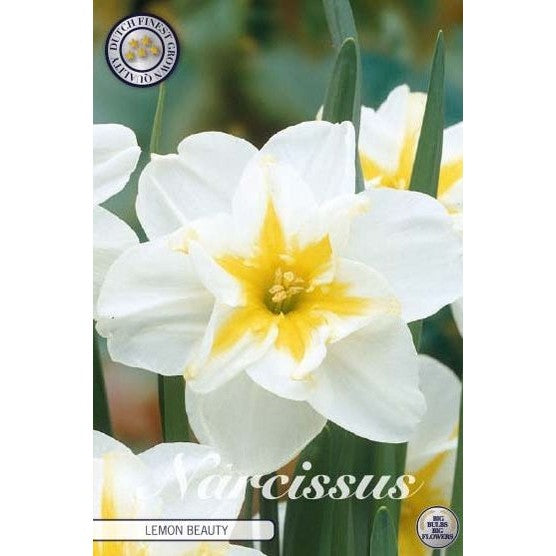 Narcissus Lemon Beauty 5-pakk