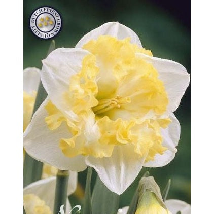 Narcissus Printal 5-pakk