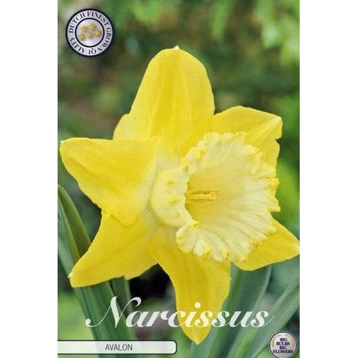 Narcissus Avalon 5-pakning